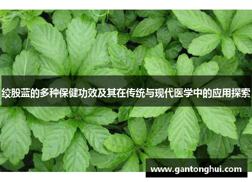 绞股蓝的多种保健功效及其在传统与现代医学中的应用探索